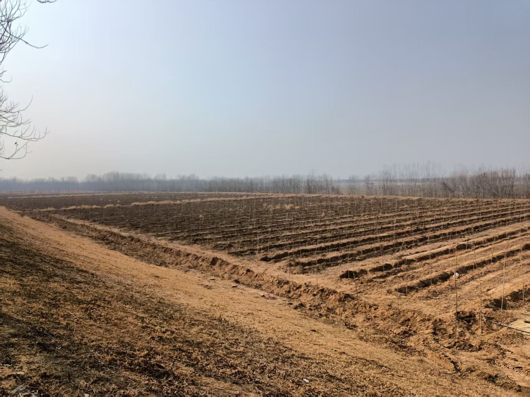 安澜东阿分公司与山东省林科院开启合作新篇章(图1) 安澜东阿分公司与山东省林科院开启合作新篇章(图1)