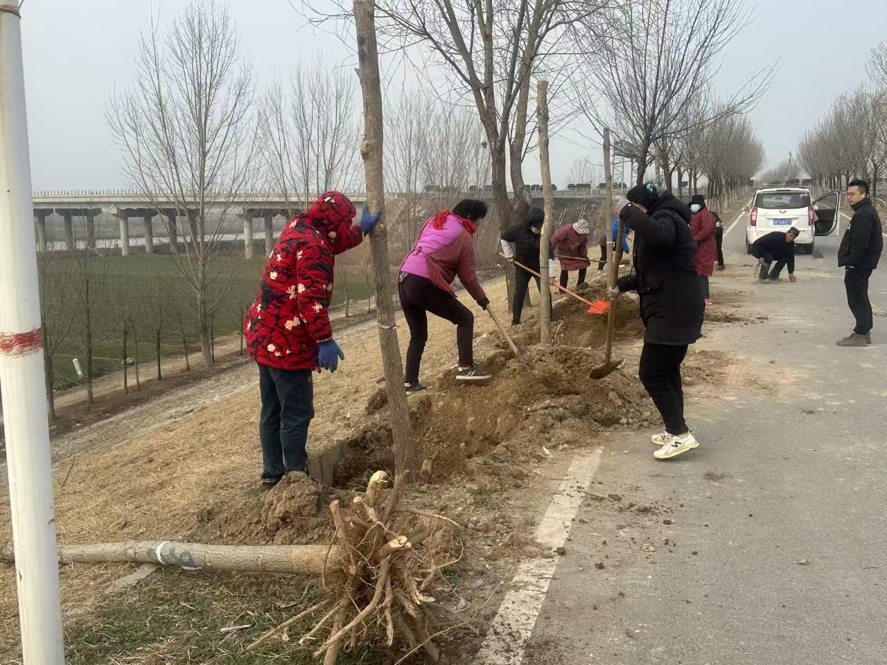 山东安澜公司莘县工程处：“植绿、护绿”进行时(图1)