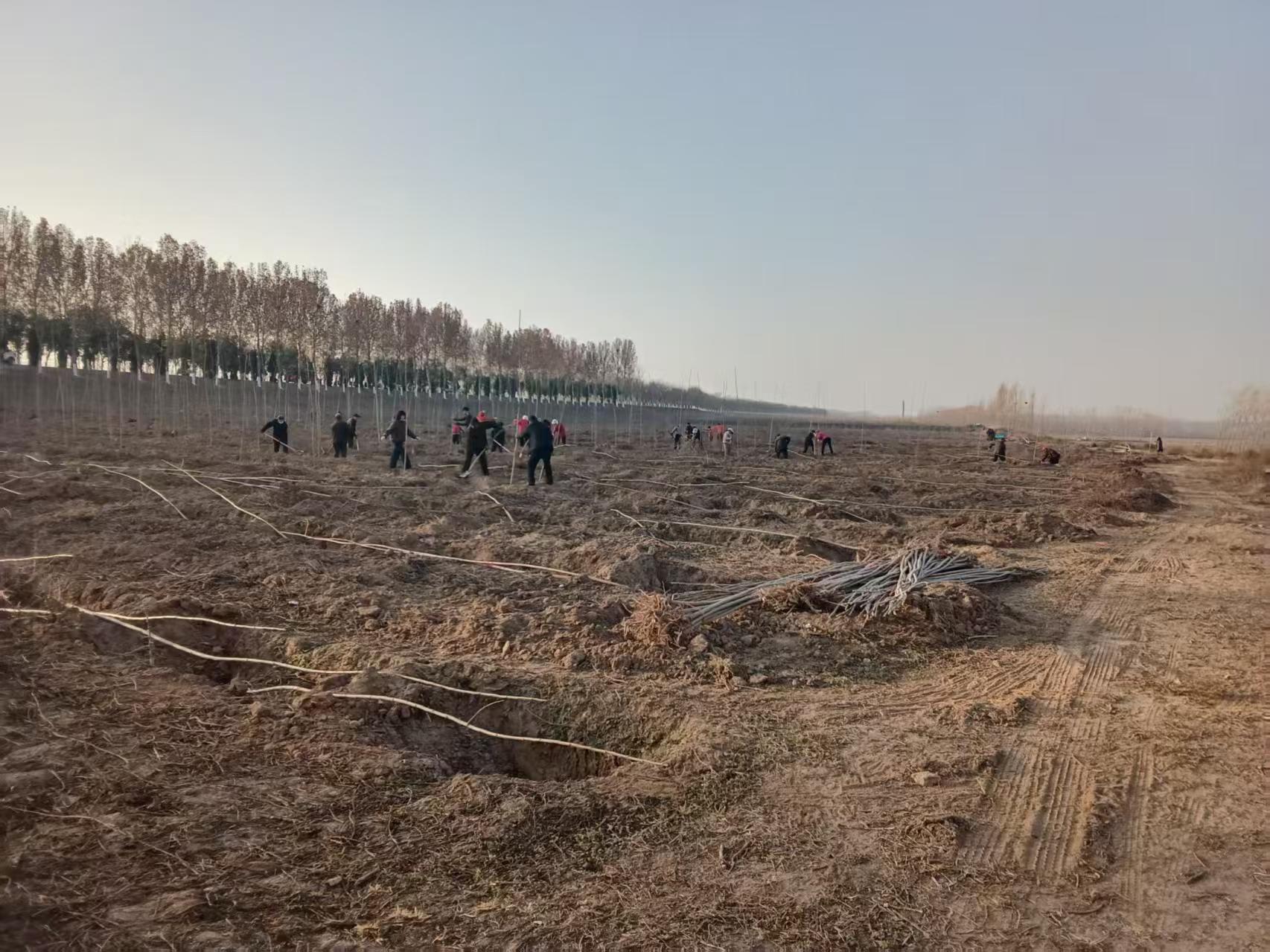 安澜公司东阿分公司:抢抓有利时机 掀起冬季植树热潮(图1) 安澜公司东阿分公司:抢抓有利时机 掀起冬季植树热潮(图1)